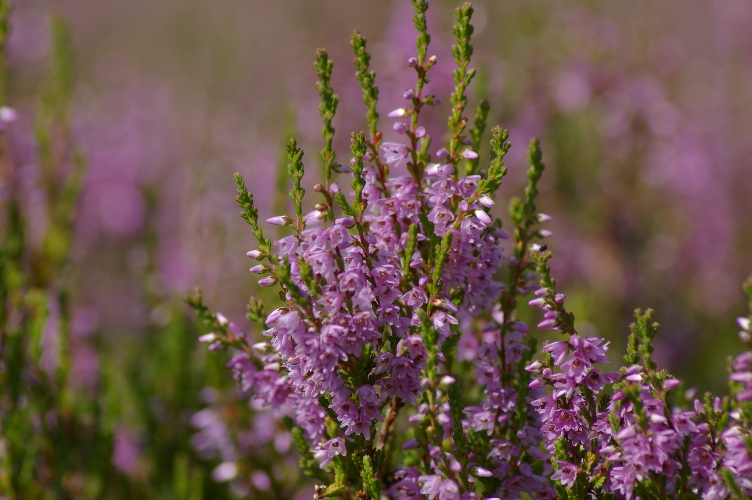 Picture of Heather, Cabrach
