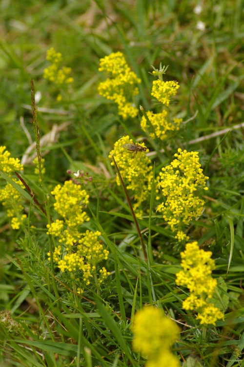 Picture of Ladys Bedstraw, Cabrach