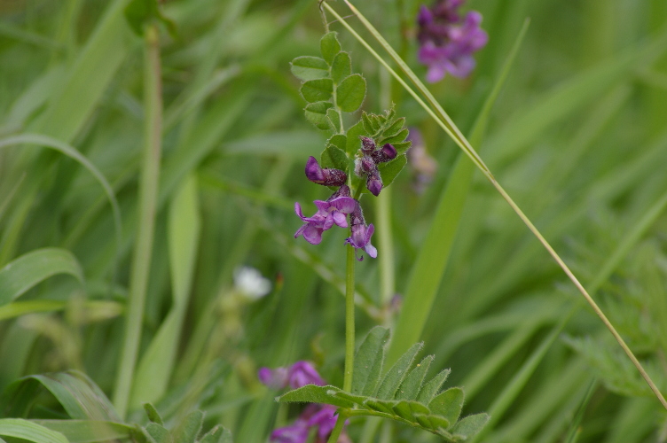 Picture of Vetch, Cabrach
