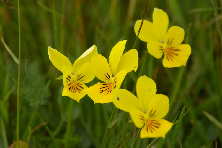 Picture of Wild Pansy, Cabrach