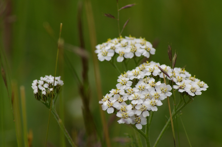 Picture of Yarrow, Cabrach