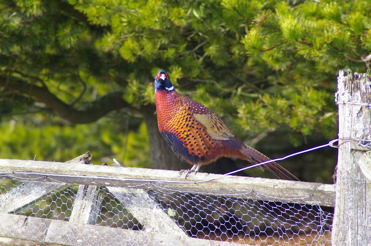 Picture of Pheasant, Upper Cabrach