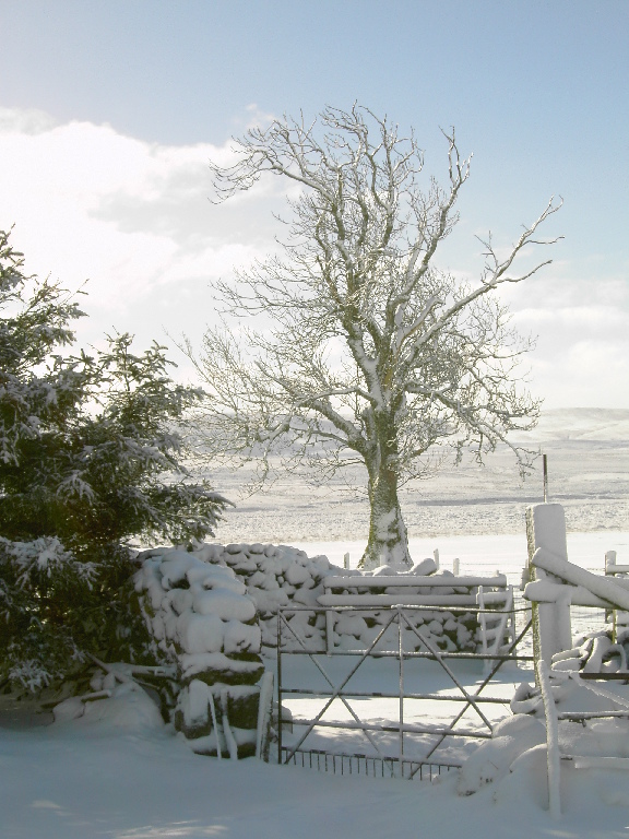 Picture of The Old Tree in snow, Aldunie, Cabrach