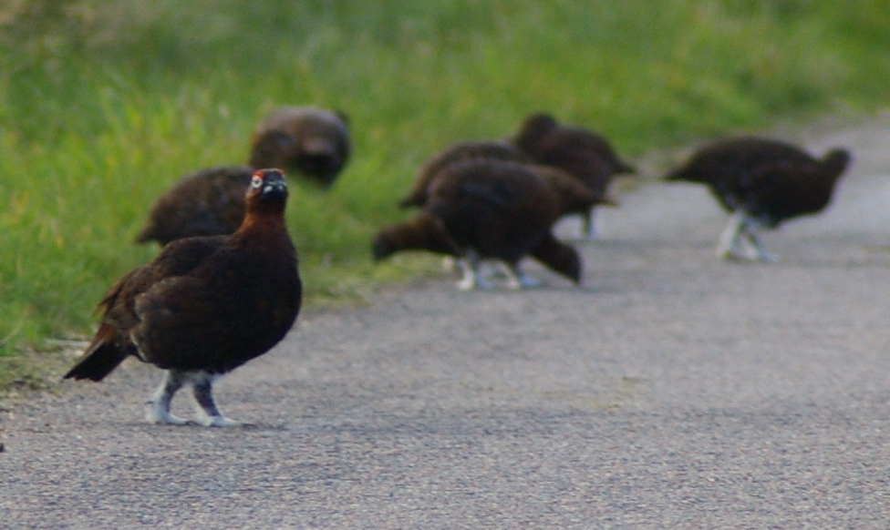 Picture of Grouse, Upper Cabrach